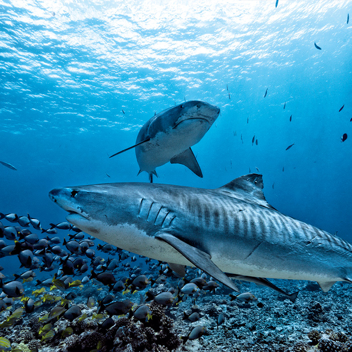 Recuperar la vida marina: ahora o nunca
